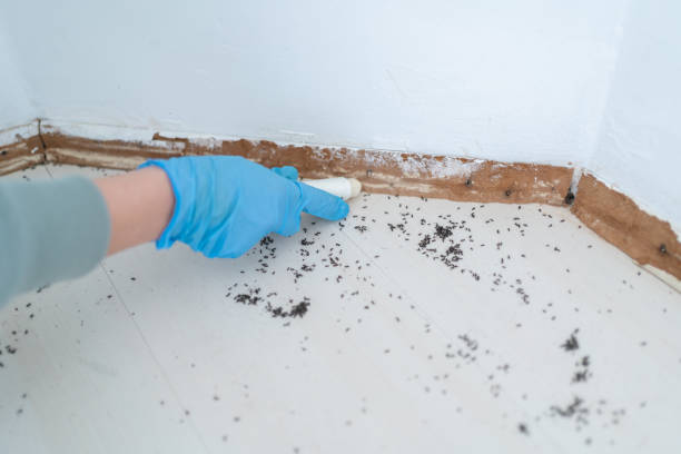 Best Pest Prevention Services  in Braddock Hills, PA